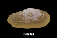 藏品(西施舌(西刀舌))的圖片